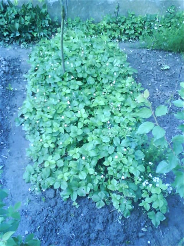 Šumske jagode